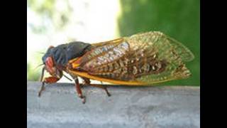 Noisy little Buggers Cicada dry flies [upl. by Angil]