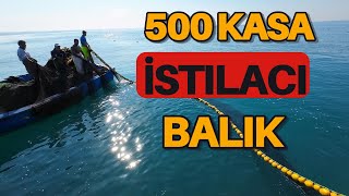 Bu Balık Türü Ülkemizde Yeni Görünmeye Başladı İSTİLACI [upl. by Kallman]