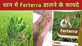 धान paddy में फटेरा Ferterra डालने के फायदे।। [upl. by Yuma]