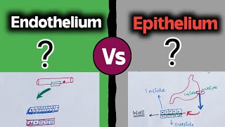 Epithelium vs Endothelium 😇 [upl. by Leirea285]