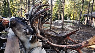 Trip to Nuuksio National Park Helsinki [upl. by Inaluahek]