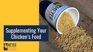 Supplementing Your Chickens Feed [upl. by Raffaj]