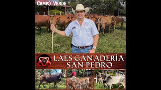 Laes Ganadería San Pedro especializados en la cría de ganado Brahman Pardo Suizo y Guzerat [upl. by Werdnael2]