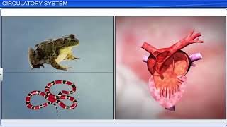 CBSE Class 11 Biology  Body Fluids and Circulation  Full Chapter  By Shiksha House [upl. by Mazman973]