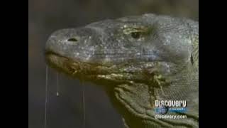 Encarta 2009 Los Reptiles Mini Documental Discovery Channel [upl. by Larson]