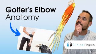 Golfers Elbow Anatomy  Expert Physio Review [upl. by Tedd]