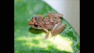 Eleutherodactylus planirostris Greenhouse Frog [upl. by Gladdy]