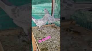 Chape kasni kabutar 💎💎pigeonbaz pigeon pigeonbazz kabutarbazz [upl. by Noonan]