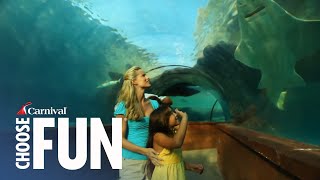 Discover Atlantis in Nassau Bahamas  Carnival Shore Excursions  Carnival Cruise Line [upl. by Ulrike]