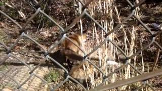 Foxes at the Holtsville ecology center [upl. by Kcirednek]