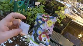 Growing CONVOLVULUS potting on part 2 [upl. by Willner]