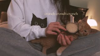 ASMR Kitten Spa Dayfail [upl. by Anitsugua]