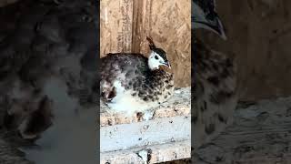 Most Adorable Peachick female peafowl peahen [upl. by Ellehsem]