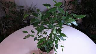 Ficus benjamina Weeping Fig Care What to Know [upl. by Neely]