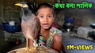 কথা বলা শালিক পাখি  শালিক পাখি কথা বলে  Kotha Bola Shalik Pakhi  Shalik Pakhi Kotha Bole [upl. by Arabele342]