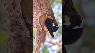 Xylocopa violacea the violet carpenter bee nature insects animal life savenaturesaveanimals [upl. by Wyn]