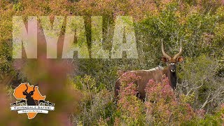 Nyala Hunt at Thorndale Safari Spot amp Stalk in the Eastern Cape [upl. by Tteltrab]