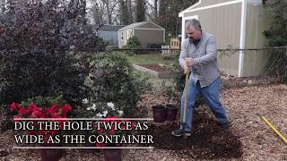 How to Plant Encore Azaleas  Expert Tips from HortTubes Jim Putnam [upl. by Doble]