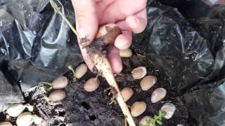 MACROZAMIA COMMUNIS CYCAD SEEDLING ESTRACTION [upl. by Elohcin]