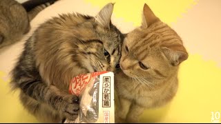 10 Cats getting a Treats  おやつを手に入れる10匹の猫たち♪ [upl. by Ahsirtap428]