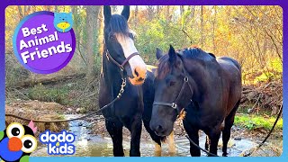 Brave Horse Saves The Day For His Hurt Horse Friend  Dodo Kids  Best Animal Friends [upl. by Ayarahs]