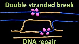 Double strand break repair  homologous recombination [upl. by Imena]