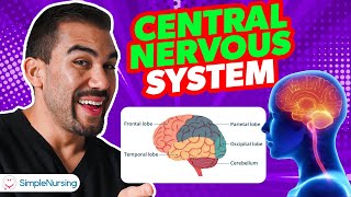 Components of the Central Nervous System An Overview for Nursing Students [upl. by Nabila]