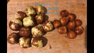 shanxi li vs li jujubes seattle PNW gardening [upl. by Meeharb]