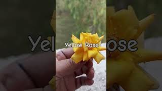 Yellow Roseyoutubeshorts viralvideo trending plzsubscribemychannel [upl. by Leodora250]