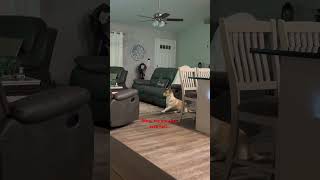 Husky mix pets doglover funny florida home [upl. by Atiroc]