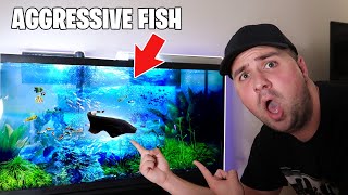 I Bought My FIRST AGGRESSIVE FISH Black Ghost Knife Fish [upl. by Ahsiatal465]