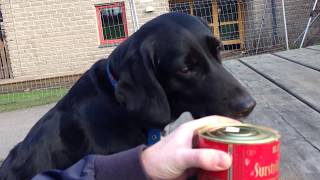 Dogs Try SURSTRÖMMING  quotGetting Crazyquot  Stinky Fish from Sweden Short Version [upl. by Margarette]