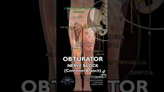 OBTURATOR COMMON BRANCH BLOCK [upl. by Aritak]