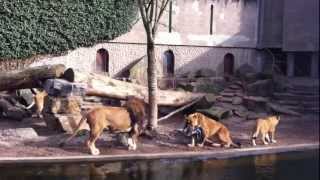 █▬█ █ ▀█▀  Lions attacks heron in zoo [upl. by Oakley]