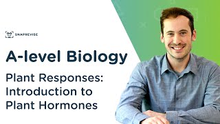 Plant Responses Introduction to Plant Hormones  Alevel Biology  OCR AQA Edexcel [upl. by Naam]