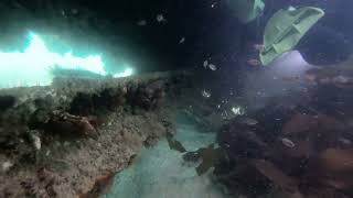 Long Beach Simonstown 20241019 Scuba [upl. by Teyugn]