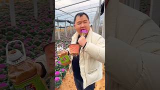 Eating Flower With Pickle shortsvideo [upl. by Clovah579]