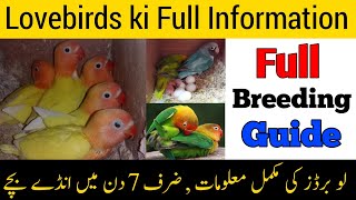 Lovebirds ki full and complete information  Fisherlutinoalbino breeding tips in Urduhindi [upl. by Jones]