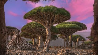 Socotra island A hidden paradise [upl. by Nyleve]