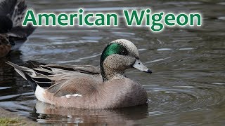 American Wigeon Mareca americana [upl. by Adil]