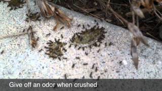 Odorous House Ants [upl. by Alderman926]