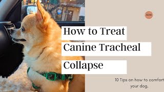 Treating Canine Collapsed Trachea [upl. by Neladgam]