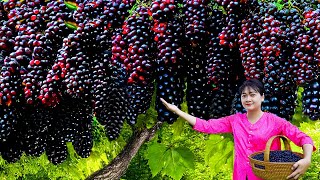 How to Harvest Wild Berries and prepare super tasty food  Super simple recipe for you [upl. by Roer]