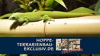 Terrarium für Phelsuma grandis  Großer Madagaskar Taggecko [upl. by Anidan631]