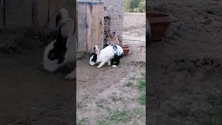 My house rabbits rabbit animal [upl. by Berneta838]