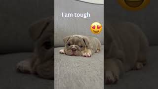 quotThe Tough Bulldog Pup Dont Mess with Mequot shorts bulldog [upl. by Enovaj]