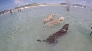 CACHORRO NA PRAIA Labrador e Golden retriever nadando  Labrador Chocolate Fred [upl. by Burgwell367]