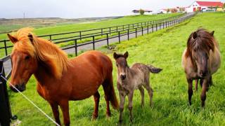 Rondo Veneziano  Serenata Veneziana  ICELAND 1 [upl. by Dunkin228]