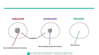 32 Types of cells [upl. by Jarret]