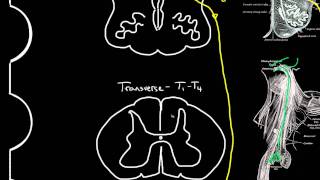 autonomic motor innervation of the heart [upl. by Ozkum]